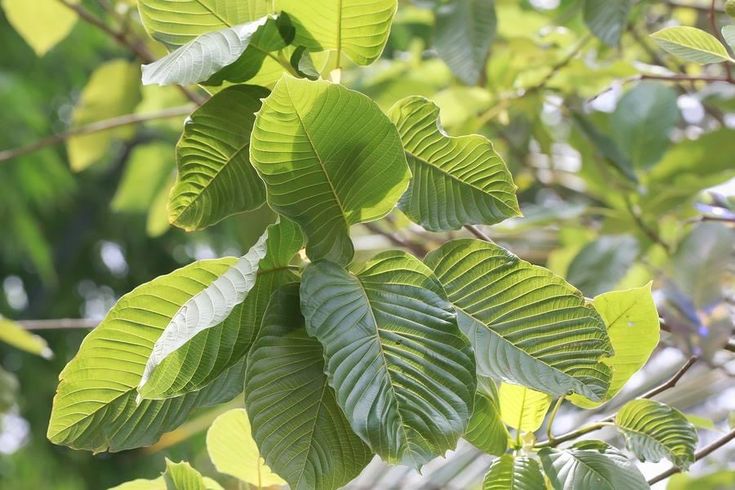 White Kapuas Hulu-Tropical Hill Botanicals