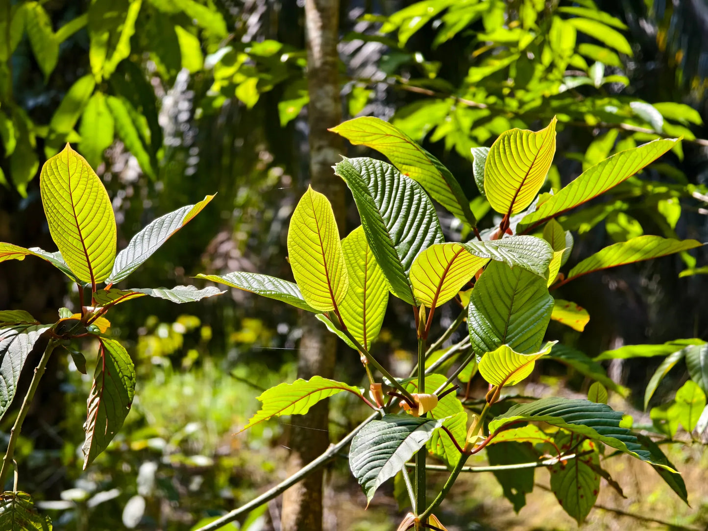 Red Bentuangie leaves flourishing in lush greenery, showcasing vibrant, healthy foliage in natural sunlight.