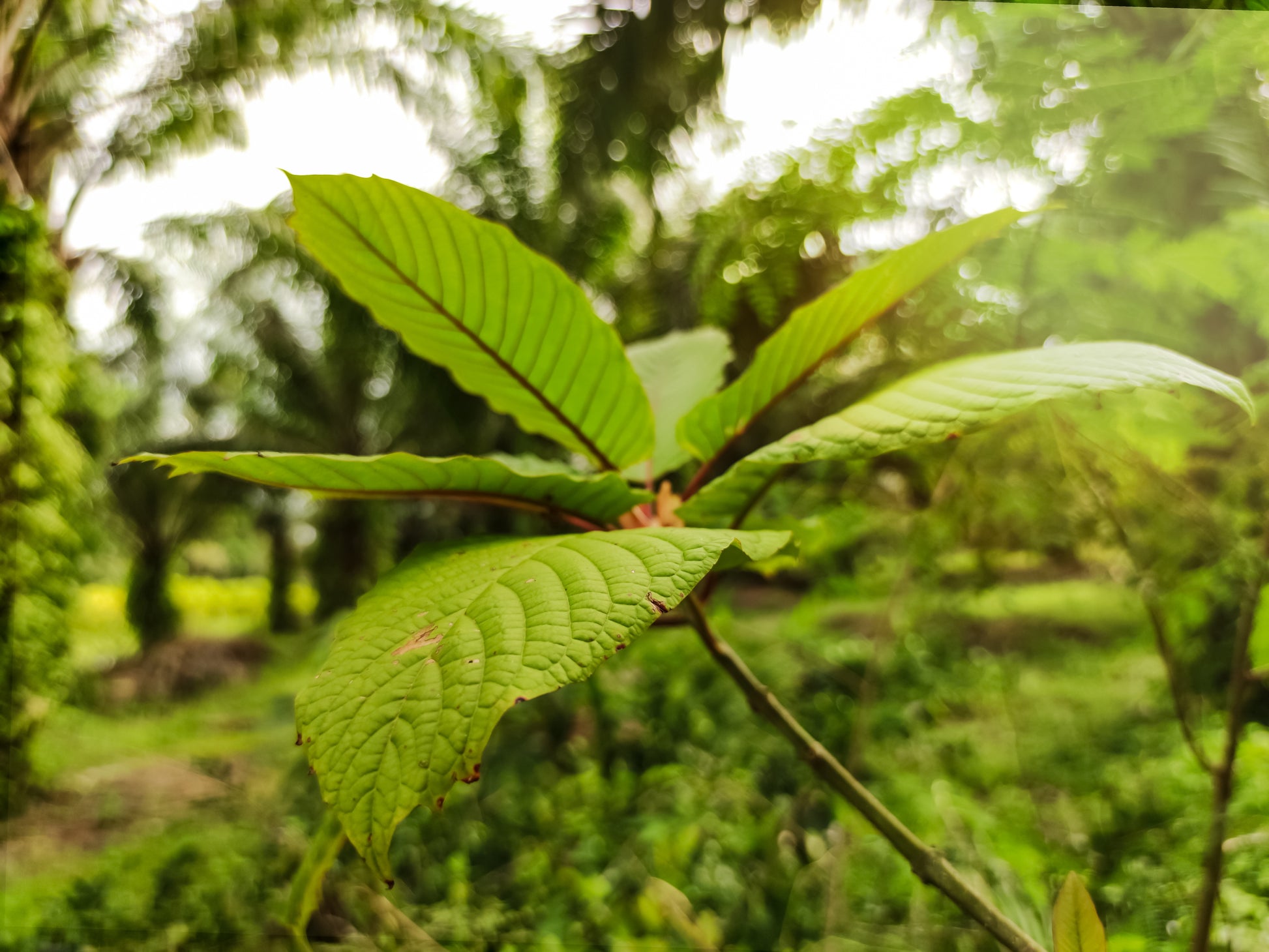 Green Kapuas Hulu G15-Tropical Hill Botanicals