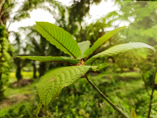 Green Kapuas Hulu G15 leaves in lush tropical setting, showcasing vibrant veins and natural growth in sunlight.